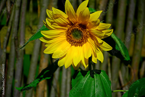 żółty kwiat słonecznika na tle drewnianego płotu, Helianthus, yellow sunflower flower on the background of a wooden fence