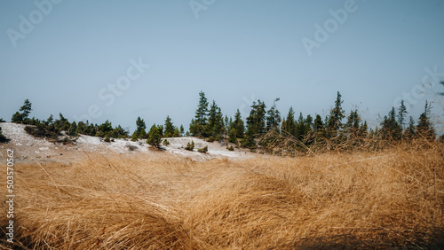 Beautiful view of dry vegetation in Yellowstone National Park