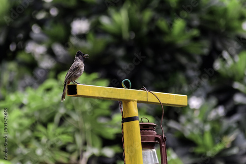 Selective focus shot red-vented bulbul in Gurugram, India