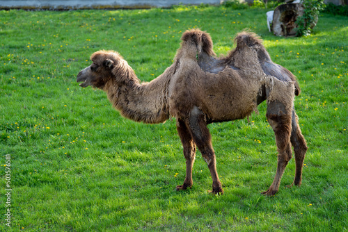 wielbłąd dwugarbny na wybiegu na zielonej trawie w zoo