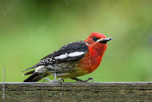 A red breasted sapsucker standing on a fence rail with traces of suets from garden feeder on bill