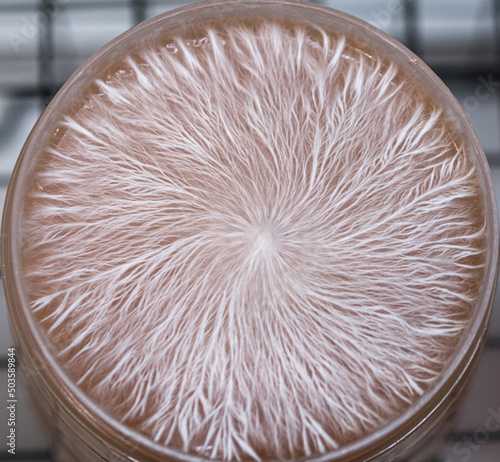 mycelium on agar