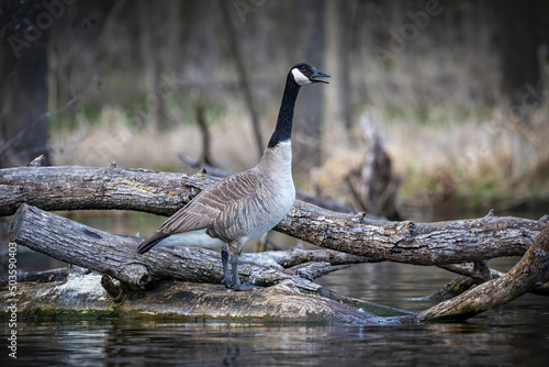 The Canada goose (Branta canadensis) on the lake shore