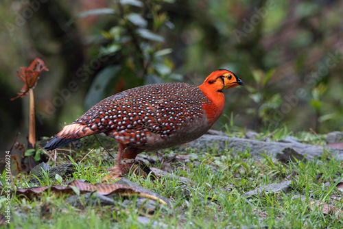 Blyth's tragopan (Tragopan blythii) or the grey-bellied tragopan spotted in Mishmi Hills in Arunachal Pradesh in India