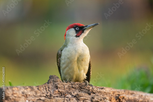 Dzięcioł zielony łac. Picus viridis stojący na pieńku i spoglądający w górę. Zielone tło. Fotografia z Kisújszállás na Węgrzech.