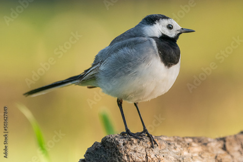 Pliszka siwa łac. Motacilla alba stojąca na pieńku na zielonym tle. Fotografia z z Kisújszállás na Węgrzech. 