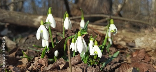 Śnieżyczka przebiśnieg