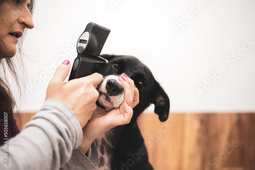 A female veterinary ophthalmologist performs a medical procedure, examines a dog's eyes with the help of an ophthalmological veterinary tonometer in a veterinary clinic. 