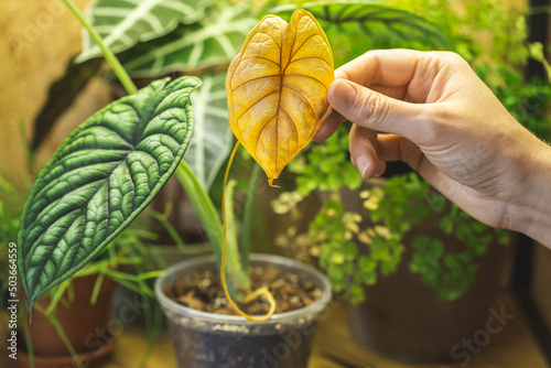 Holding a yellow leaf of Alocasia Dragon Scale