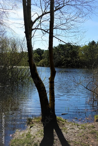 Small lake Finkenmoorteich in sandy natural protection habitat Wernerwald, sunny spring day (vertical), Sahlenburg, Lower Saxony, Germany