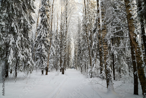 Forest covered with white snow on a cold winter day