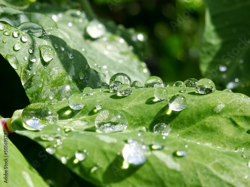 hojas verdes de guisantes con rocío o gotas de agua , fotografía de una mañana de primavera