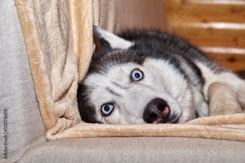 Crazy face husky dog playing in blanket on the couch. Husky dog is twisting his bulging eyes lying on the couch.