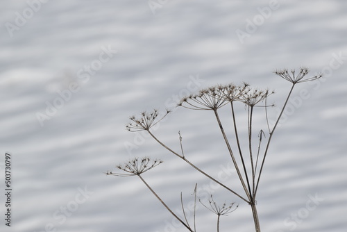 Fenkuł włoski, koper słodki (foeniculum vulgare), jasne tło, śnieg.