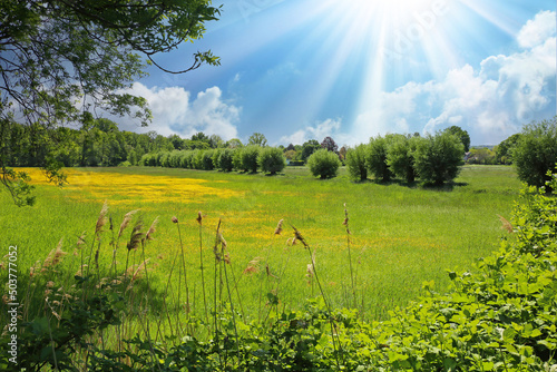 Beautiful rural typical lower rhine landscape, green meadow, pollard willow trees, yellow buttercup flowers field, blue summer sky, sun rays - Viersen, Germany