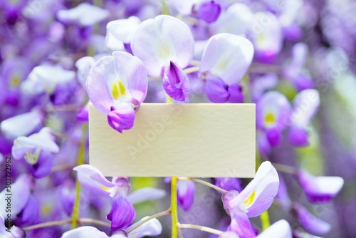紫の藤の花を背景にしたクリーム色の何も書かれていないカードのタイトルフレーム