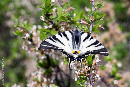 Motyl paź żeglarz wiosną na krzaku