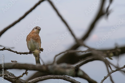 Female bluebird perched on a sassafras branch