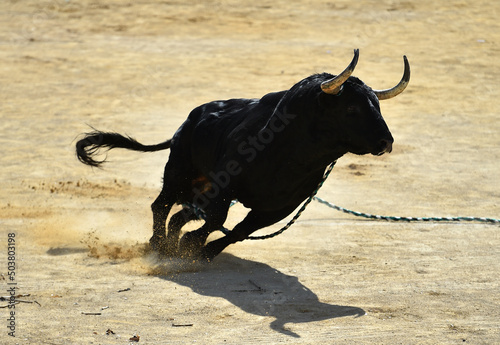 un toro español en un tradicional espectaculo taurino