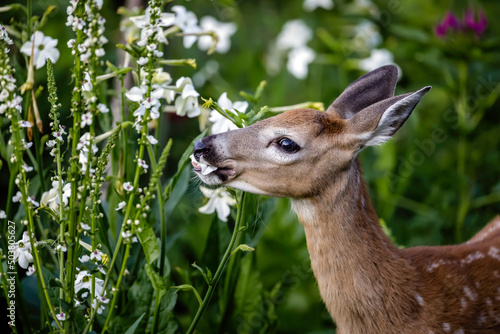 White-tailed deer fawn feeding on flowers, English Garden, Assiniboine Park, Winnipeg, Manitoba, Canada.