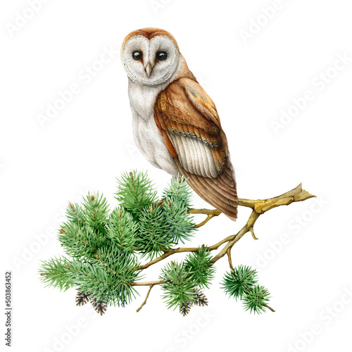 Barn owl on a pine branch. Watercolor illustration. Realistic hand drawn forest bird on a conifer twig. Nature forest scene. Barn owl perched on a green pine twig. White background