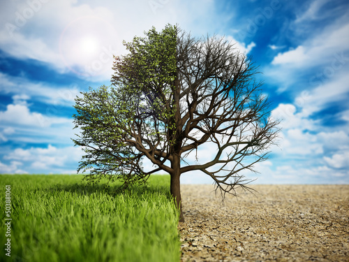 Oak tree standing on half grass half desert land. Climate change and global warming concept. 3D illustration