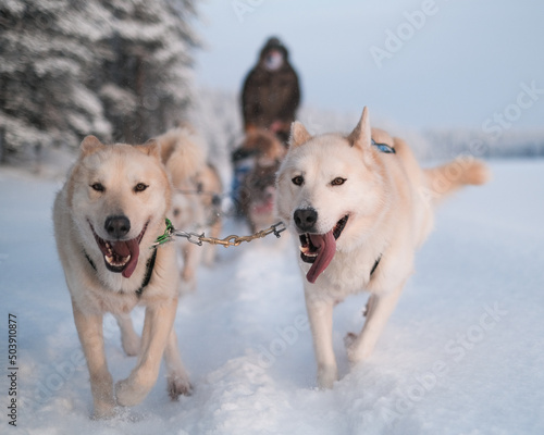 husky dogs running