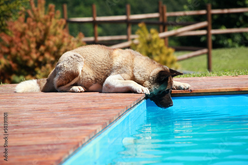 Lying american akita dog and drinking water from the pool