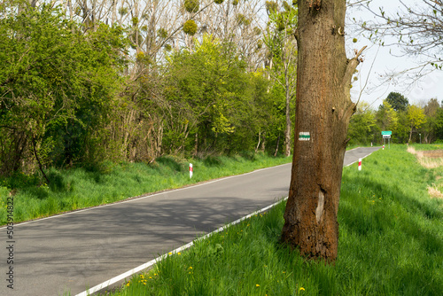 Zielony szlak namalowany na przydrożnym drzewie.