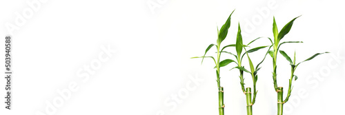 Lucky bamboos isolated on panoramic white background, web banner with copy space