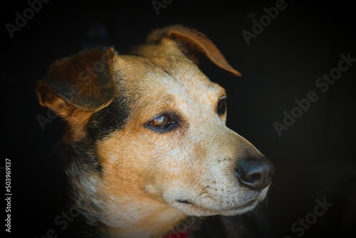 Portrait eines braunen Hundes mit dunklem Hintergrund