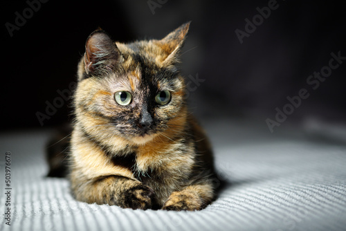 Portrait of a three colored mongrel domestic cat.