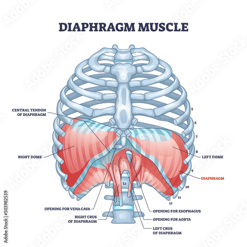 Diaphragm muscle structure with transparent ribcage bones outline diagram. Labeled educational scheme with muscular system for central tendon, dome and openings for esophagus vector illustration.