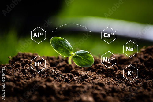 Representation of soil clay minerals and organic matter attracting positively charged ions (cations) on their surfaces by electrostatic forces