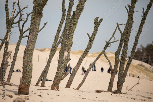 trees in the desert