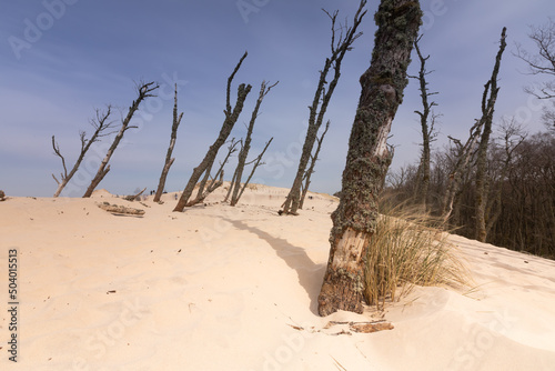 tree on the beach