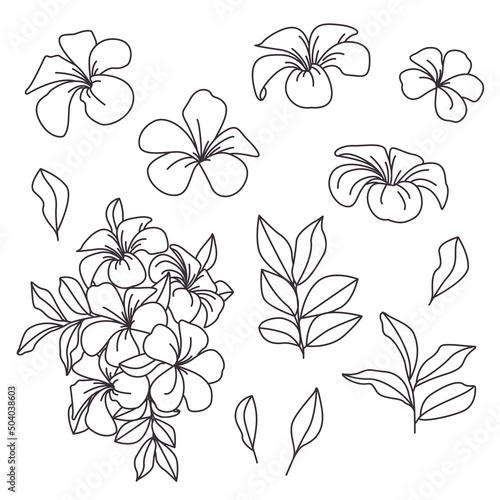 Coloring book with tropical flowers and leaves. Frangipani, contour drawings