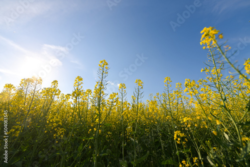 Close up view with a lot of rapeseed flowers during a beautiful day with blue sky. Rapeseed plants are used to produce colza oil. Farming and agriculture industry.