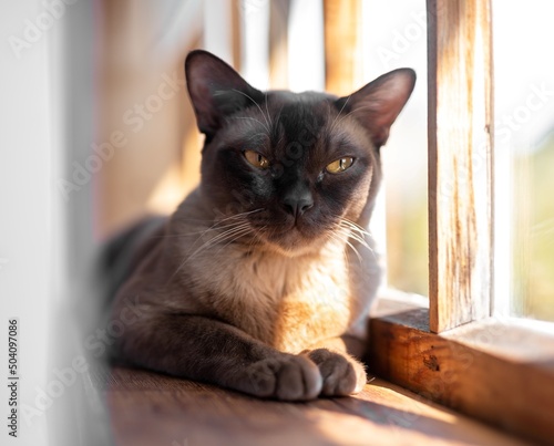 Portrait of burmese cat lying resting on wooden windowsill in sunshine. Pet at home. High quality photo