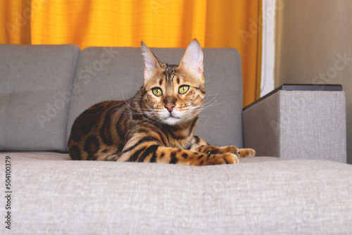 Bengal cat portrait. Lying on sofa. Close-up.