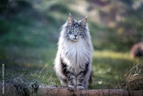 Main Coon Cat