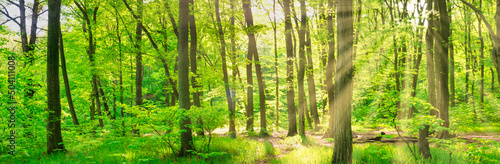 Green forest panorama landscape with green sunny trees