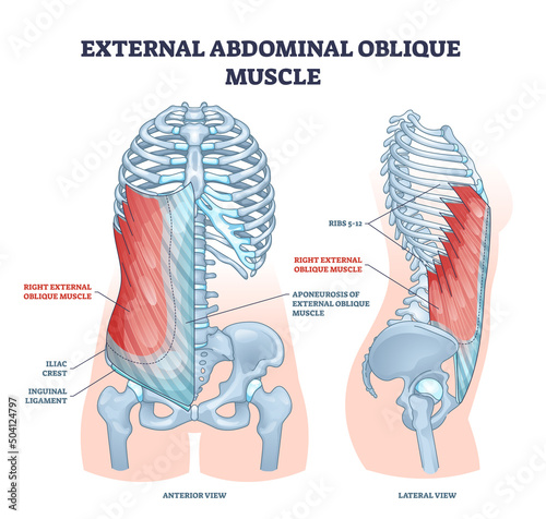 External abdominal oblique muscle with human ribcage bones outline diagram. Labeled educational scheme with hip iliac crest, inguinal ligament and aponeurosis anatomical location vector illustration.