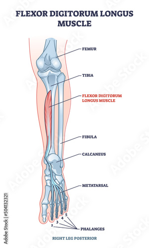 Flexor digitorum longus muscle with human leg and foot bones outline diagram. Labeled educational physiology scheme with phalanges and metatarsal skeletal and muscular system vector illustration.