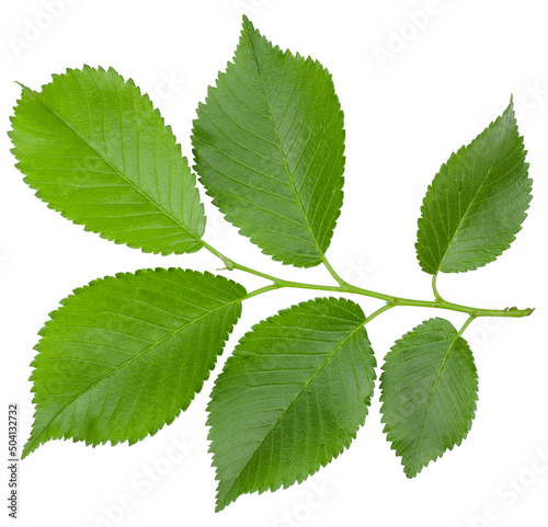 Green leaf elm isolated on white background