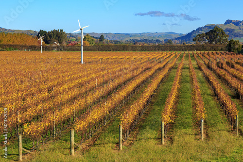 Rows of grapevines in a vineyard in autumn. The giant fans are wind machines to protect the grapes from frost. Hawke's Bay region, New Zealand