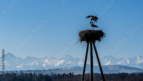 bocian, gniazdo , tatry , podhale, góry, Polska, Słowacja, 