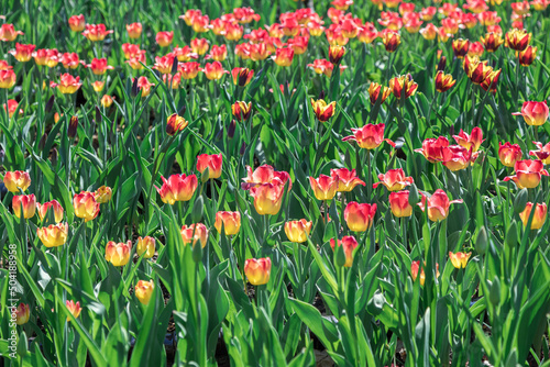 Open flower bed with blooming red tulips. horticulture and floriculture