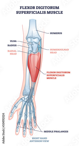 Flexor digitorum superficialis muscle and human arm bones outline diagram. Labeled educational anatomy scheme with palm middle phalanges skeleton and twist movement muscular system vector illustration