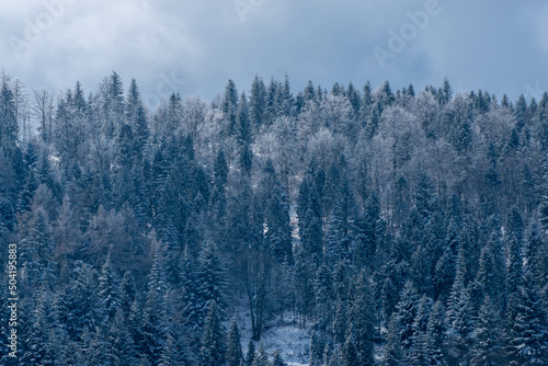 Małe Kozy, Śląsk, Polska, Beskid Mały oszronione drzewa, korony w śniegu. Jasne chmury.